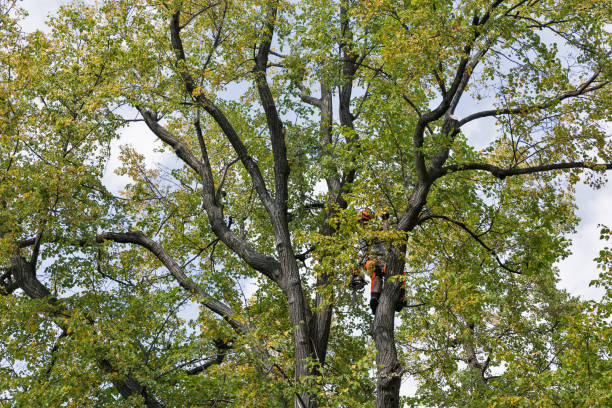 Trusted Williams Bay, WI Tree Services Experts